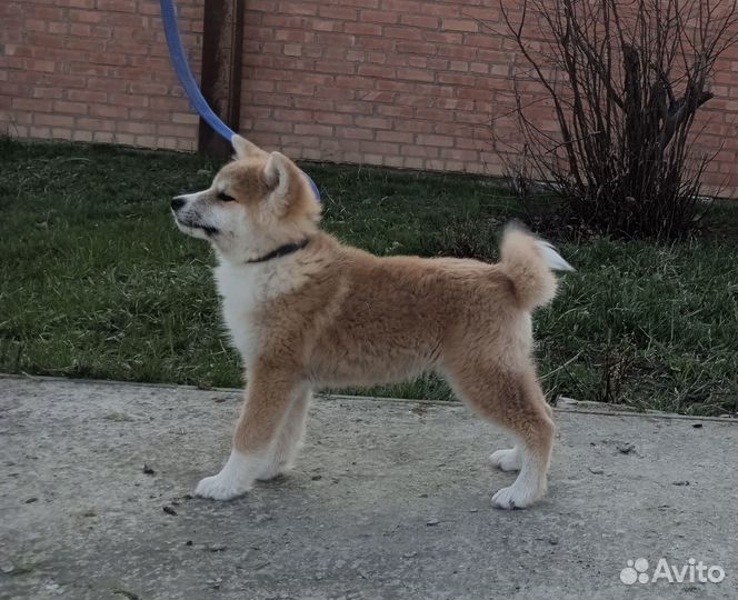 Щенки Акита-Ину