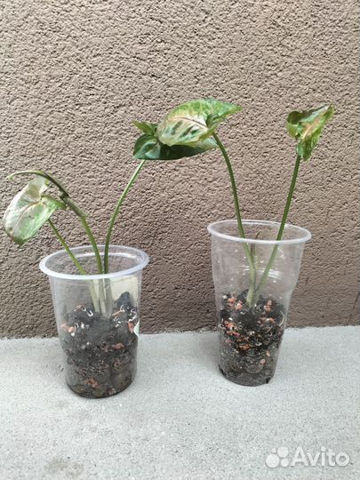 Сингониум Кристмас