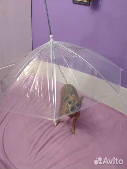 Зонт для прогулки с собакой