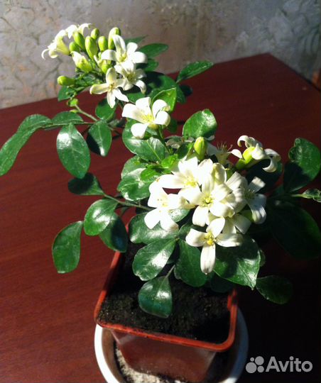 Муррайя цветущая