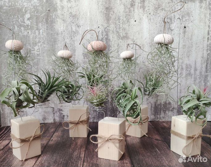 Набор тилландсий на подставке