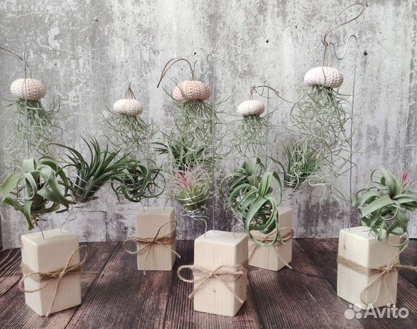 Набор тилландсий на подставке