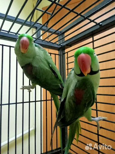 Александрийский попугай