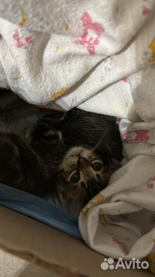 Котята в добрые руки мальчики