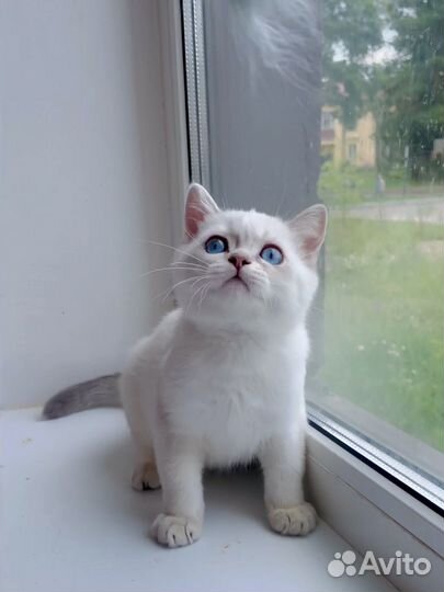 Британские котята короткошерстные