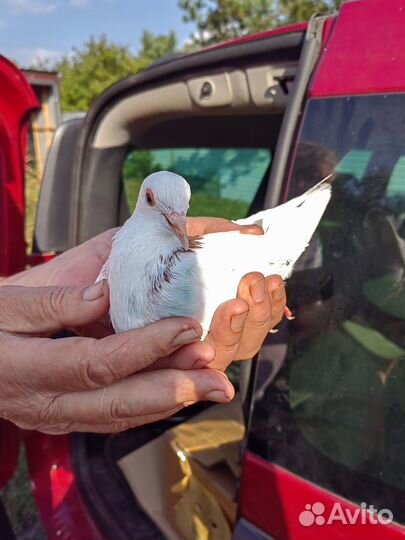 Голуби разных пород