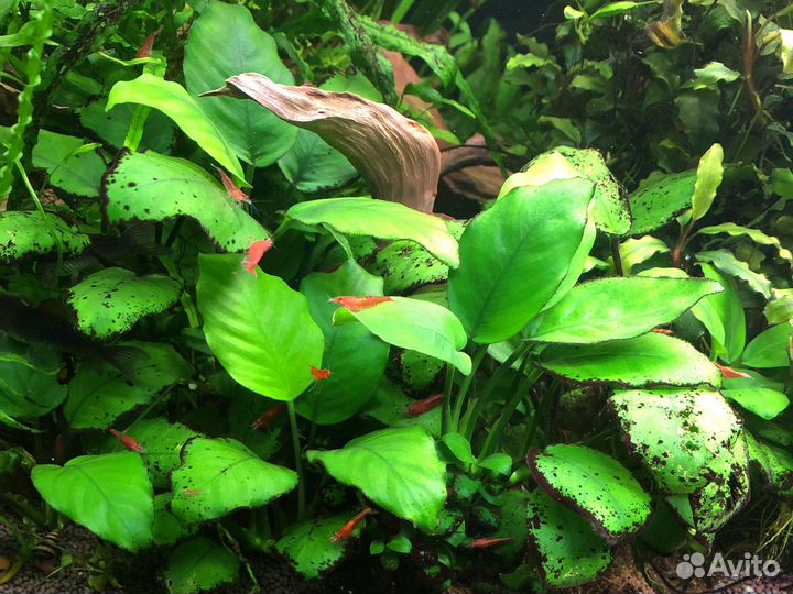 Креветка красная Вишня