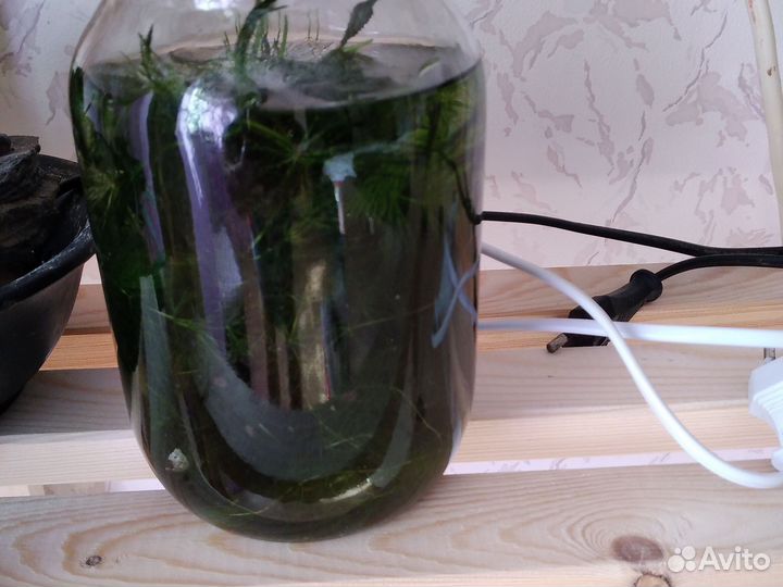 Аквариумные растения