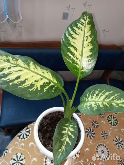 Комнатные цветы