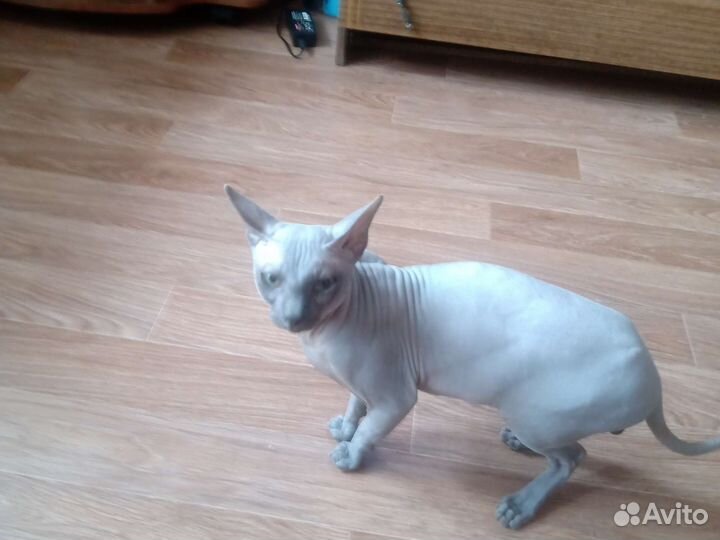 Вязка Канадский сфинкс