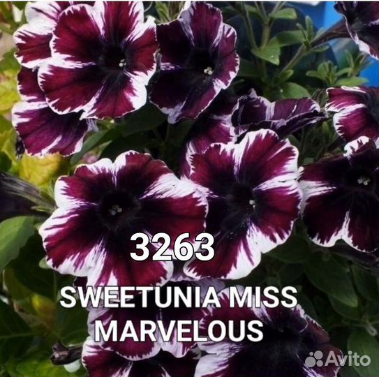 Вегетативная Рассада