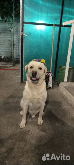 Случка собак