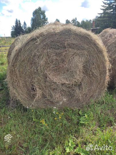 Сено разнотравье