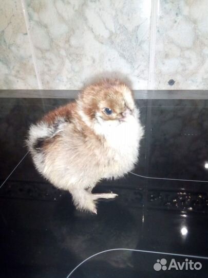 Инкубационное яйцо