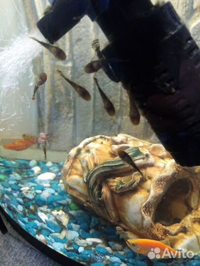 Сомики анциструсы, Кладофора, Креветки Вишня