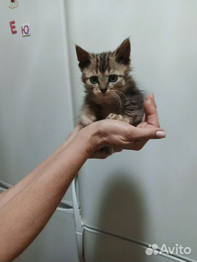 Котёнок в дар бесплатно