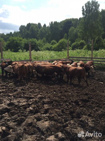 Продам крс бычки, телки, коровы, Лошадей