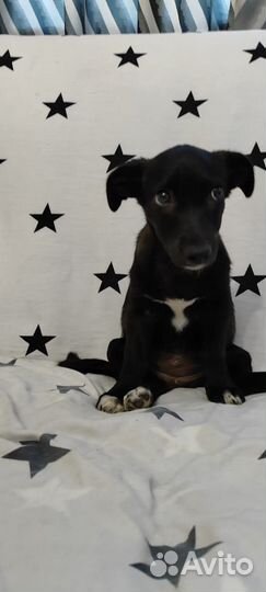 Щенок от маленькой собаки