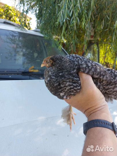 Цыплята подрощенные