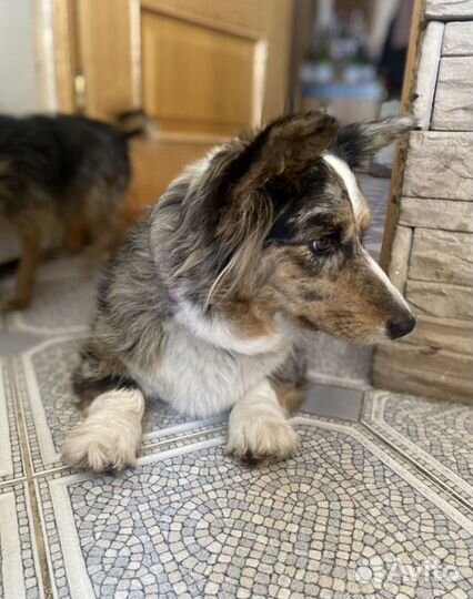Передержка собак/домашняя передержка собак