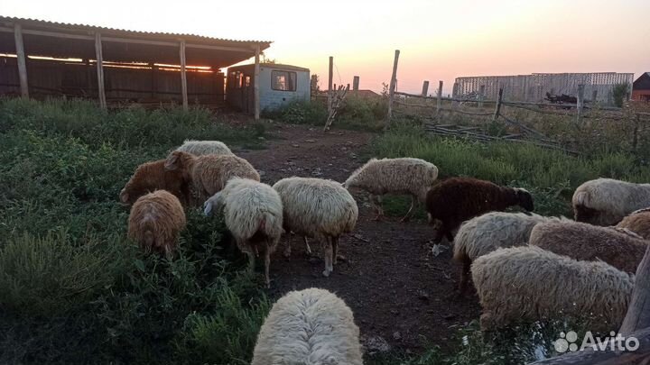 Овцы бараны
