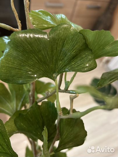 Искусстренное растение