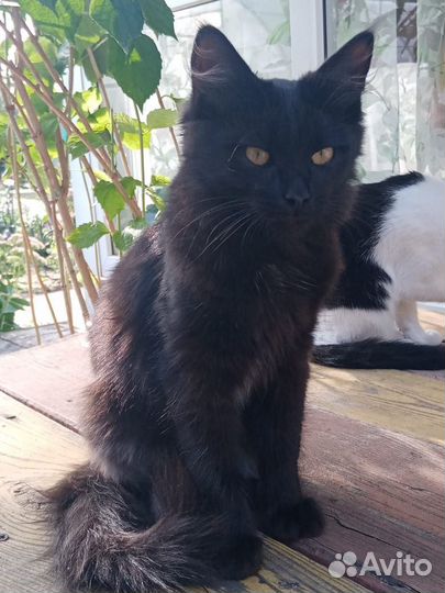 Чёрный котик 5 месяцев