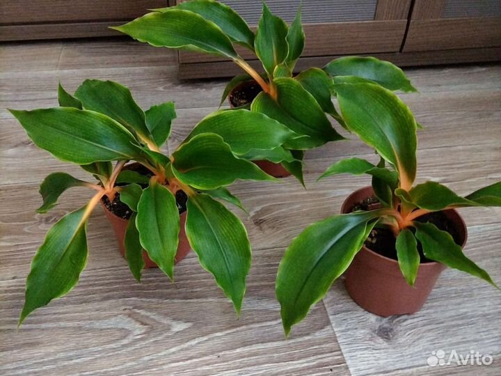 Хлорофитум Оранж