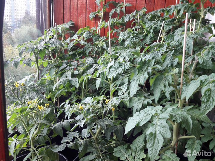 Рассада помидор