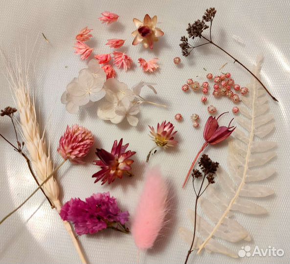 Сухоцветы для творчества