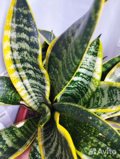 Сансевиерия сортовые