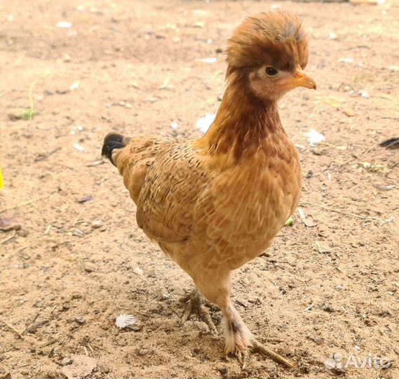 Алтайская бентамка