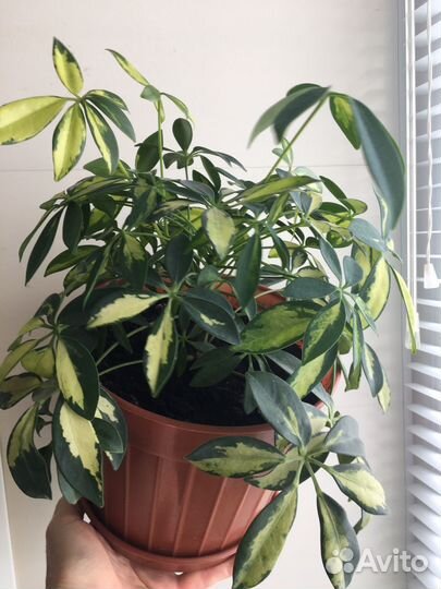 Комнатные цветы шефлера