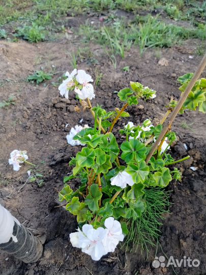 Пеларгония черенки как на фото пророщенные