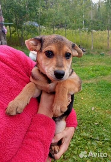 Малышу нужен дом