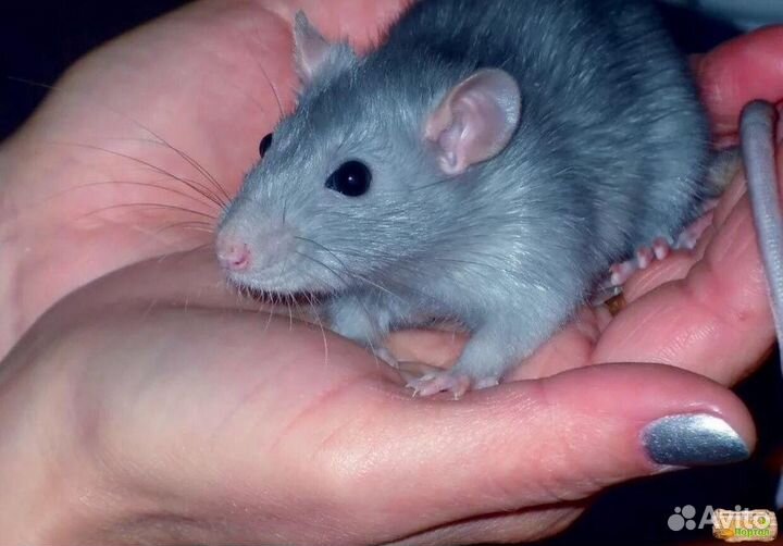 Крыса дамбо голубая норка