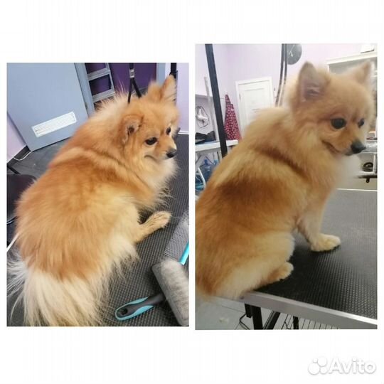 Груминг на дом