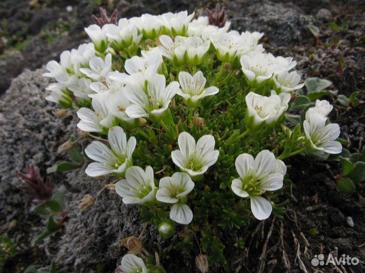 Минуарция арктическая