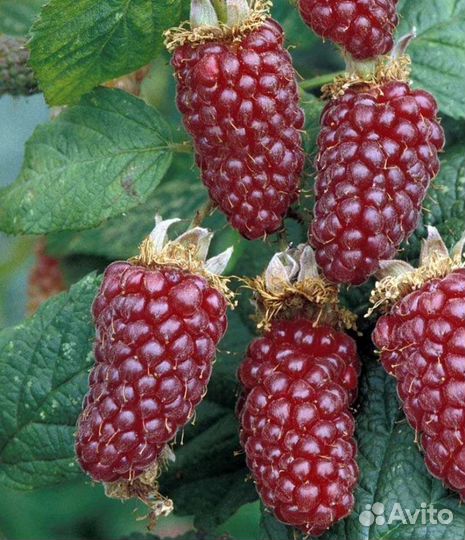 Саженцы малины, тибетской малины, ежемалины, зкс