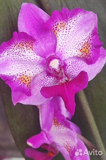 Орхидея фаленопсис пульчерима Леопард