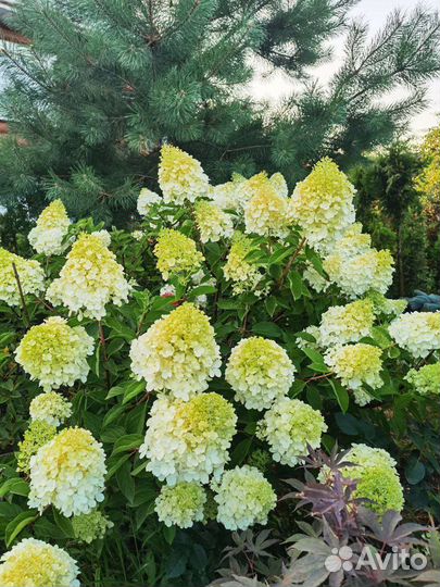 Хвойные и декоративные многолетники