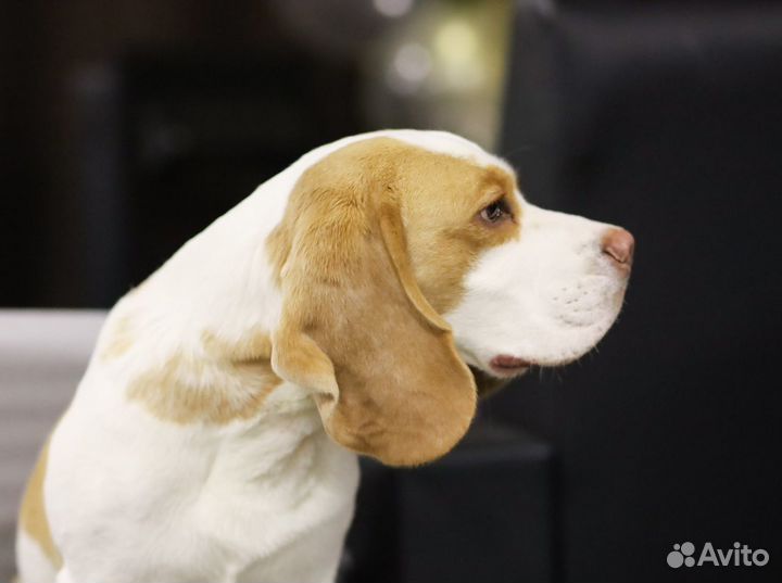 Бигль вязка