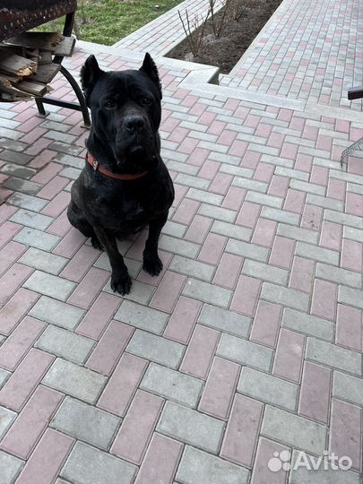 Кобель вязка кане Корсо