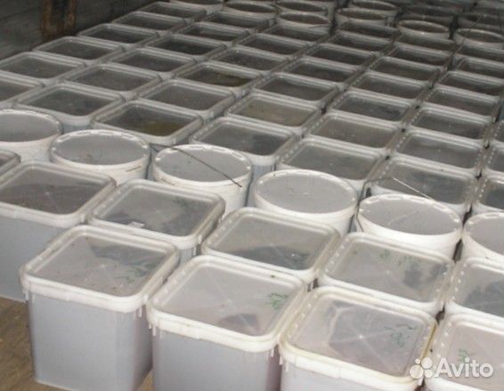 Мёд натуральный оптом