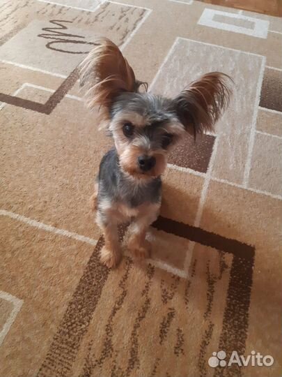 Йоркширский терьер вязка мальчик