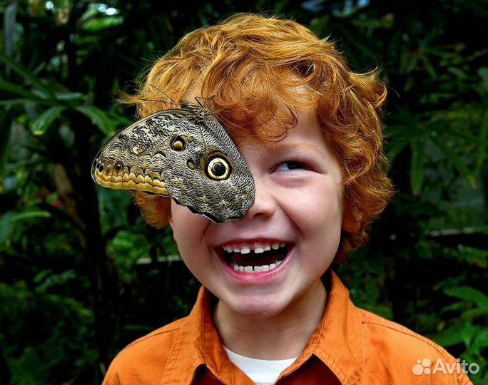 Детская Миниферма Тропических Бабочек ф/б-23