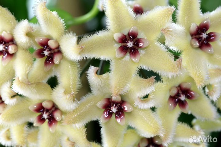 Хойи, более 30 сортов