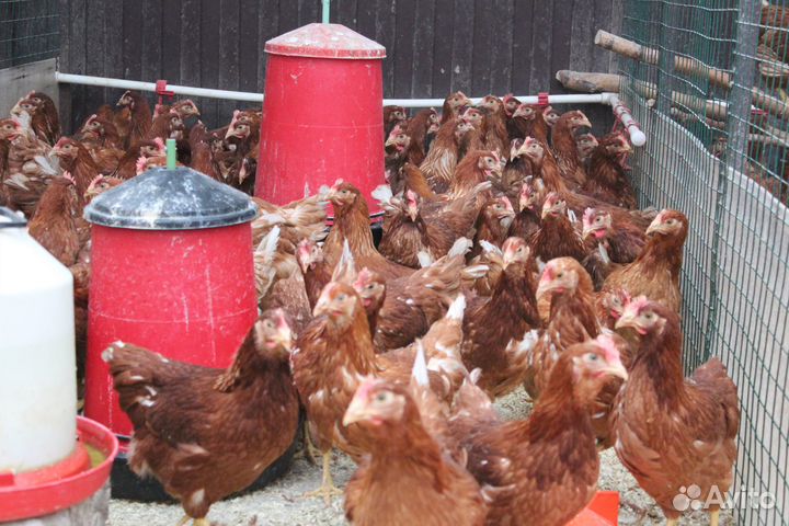 Куры несушки и Петухи