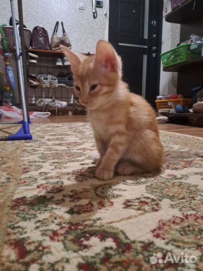 Трёх цветных котёнок