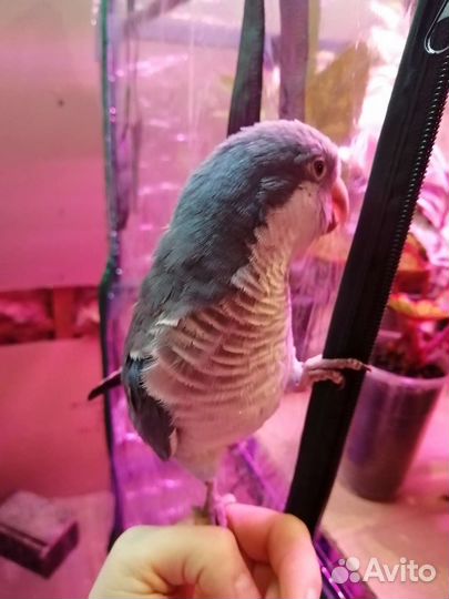 Выкормыш монах или квакер